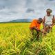 Bonne nouvelle pour les paysans Togolais : Un nouveau programme de soutien pour la filière riz