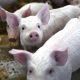 Insolite : Une famille condamnée à plusieurs mois de prison pour le meurtre de 17 porcs