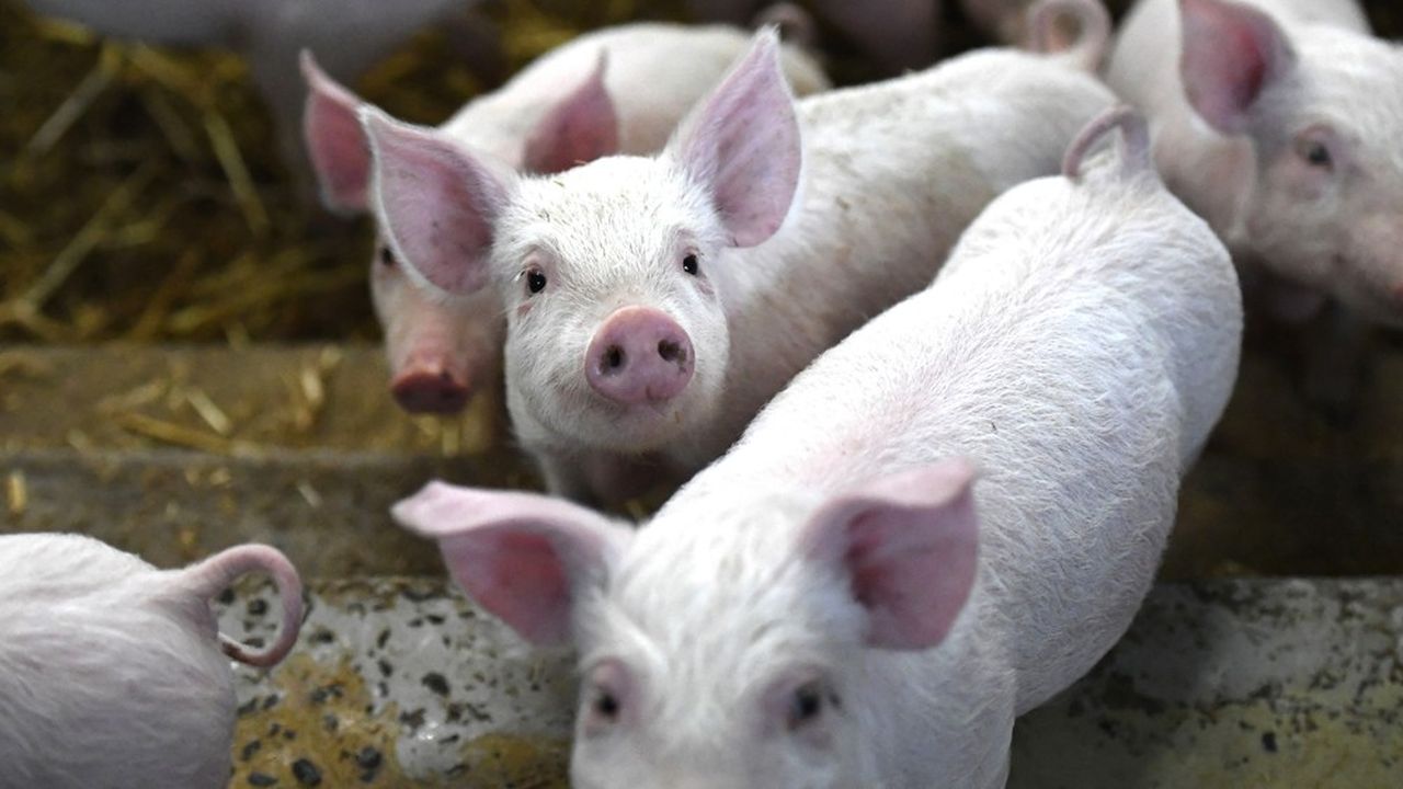 Insolite : Une famille condamnée à plusieurs mois de prison pour le meurtre de 17 porcs