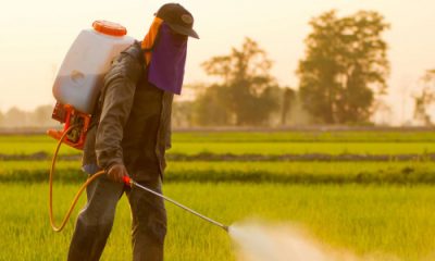 Agriculture au Togo : Un Projet Innovant pour une Utilisation Rationnelle des Pesticides