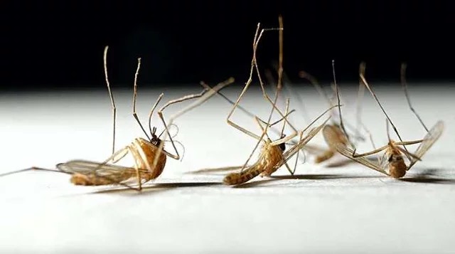 Quelle est la durée de vie maximale d'un moustique ?