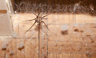 Comment mettre fin à la présence des araignées dans nos chambres : Conseils pratiques