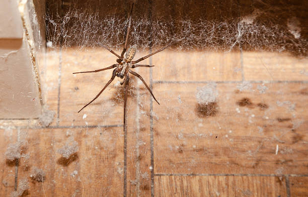 Comment mettre fin à la présence des araignées dans nos chambres : Conseils pratiques