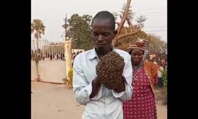 Insolite : Un voleur de moto arrêté par des abeilles (Vidéo)