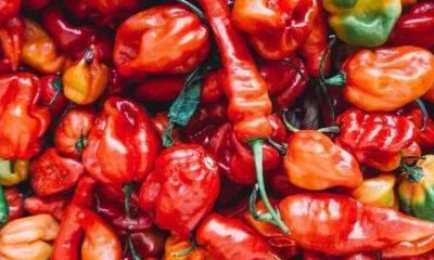 Santé : Manger du piment permettrait de vivre plus longtemps, selon une étude