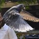 Insolite : Un pigeon Innocenté après avoir passé 8 mois en prison dans ce pays
