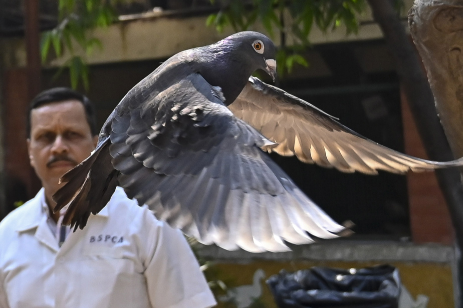 Insolite : Un pigeon Innocenté après avoir passé 8 mois en prison dans ce pays