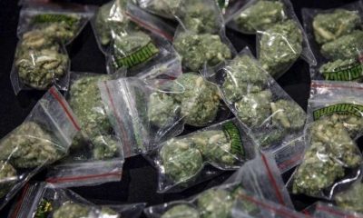 Scandale : 70 kg de cannabis découverts chez la maire d’une ville par la police