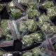 Scandale : 70 kg de cannabis découverts chez la maire d’une ville par la police