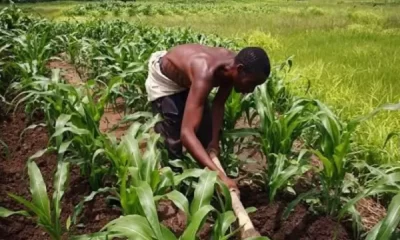 Agriculture : Le Togo obtient une subvention japonaise de 1,2 milliard de FCFA