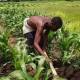 Agriculture : Le Togo obtient une subvention japonaise de 1,2 milliard de FCFA