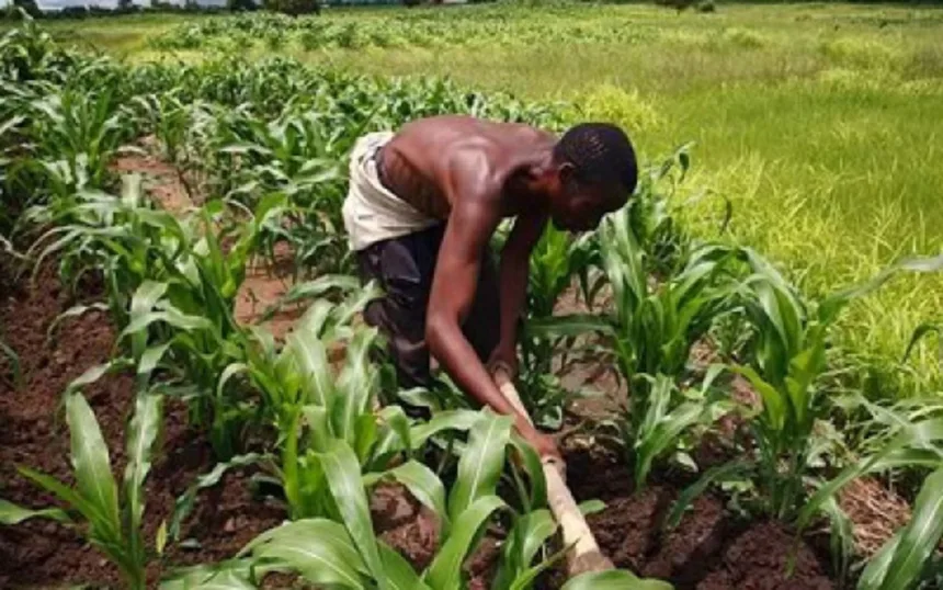 Agriculture : Le Togo obtient une subvention japonaise de 1,2 milliard de FCFA