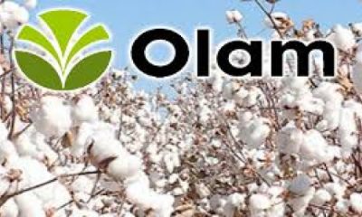Togo - Filière coton : Le groupe OLAM déçoit les producteurs