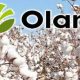Togo - Filière coton : Le groupe OLAM déçoit les producteurs