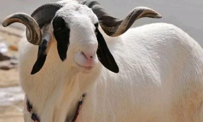 Tabaski 2024 : Un mouton vendu à plusieurs millions de francs CFA (Vidéo)