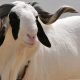 Tabaski 2024 : Un mouton vendu à plusieurs millions de francs CFA (Vidéo)