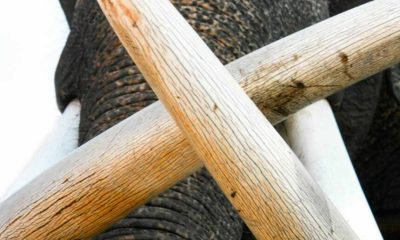 Togo : Un burkinabè mis en prison à Lomé pour trafic d'ivoire