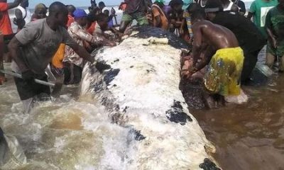 Nigéria : Les habitants de Bayelsa massacrent une baleine géante
