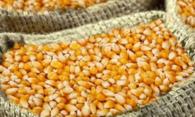 Togo - Bonne nouvelle : L'arrivée du nouveau maïs fait chuter les prix sur le marché