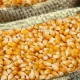 Togo - Bonne nouvelle : L'arrivée du nouveau maïs fait chuter les prix sur le marché
