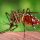 La Fièvre Dengue Sévit : comment l'éviter ?