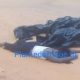 Drame : Le cadavre d’une jeune femme retrouvé à Agoè