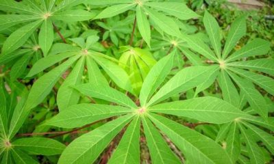 Nutrition : Les vertus des feuilles de manioc