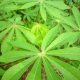 Nutrition : Les vertus des feuilles de manioc