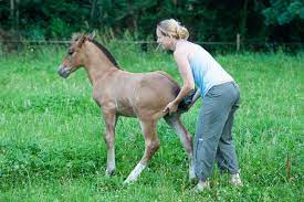 Insolite : une femme surprise en plein ébats sexuels avec un cheval