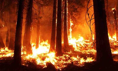 Incendies au Portugal : le Maroc en renfort pour maîtriser la catastrophe naturelle