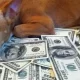 Insolite : un chien âgé de 8 ans hérite d’une fortune incroyable