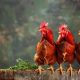 Insolite : un jeune béninois tué dans une affaire de 3 poulets