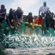 Togo : Reprise des activités de pêche sur le lac Nangbéto