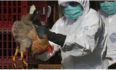 Épidémie de grippe aviaire au Togo : Voici la liste des fermes touchées