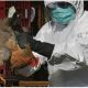 Épidémie de grippe aviaire au Togo : Voici la liste des fermes touchées