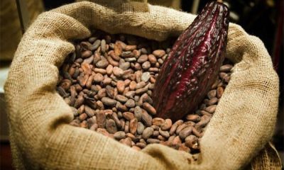 Côte d’Ivoire : une décision radicale sur le cacao qui bouleverse l'économie mondiale