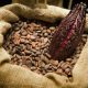 Côte d’Ivoire : une décision radicale sur le cacao qui bouleverse l'économie mondiale
