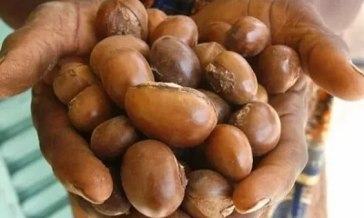 Togo : Suspension de l'exportation de noix et d'amandes de karité