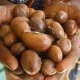 Togo : Suspension de l'exportation de noix et d'amandes de karité