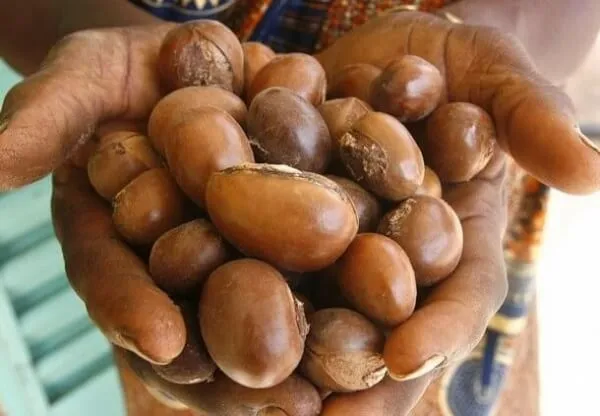 Togo : Suspension de l'exportation de noix et d'amandes de karité