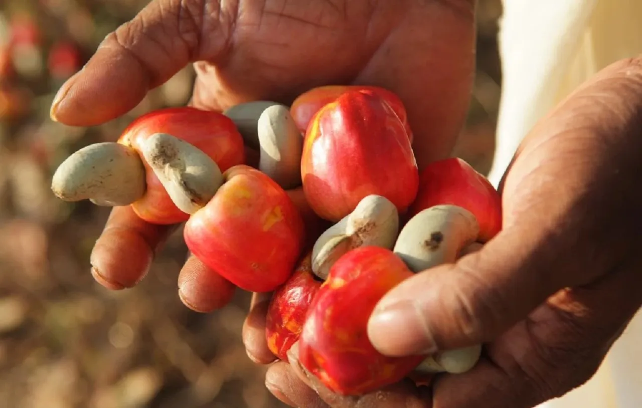 Togo – Campagne 2025 : Le prix de la noix de cajou s’envole