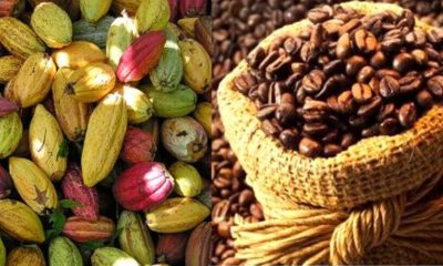 Chute libre des prix du café et du cacao : une menace sérieuse pour l’économie togolaise