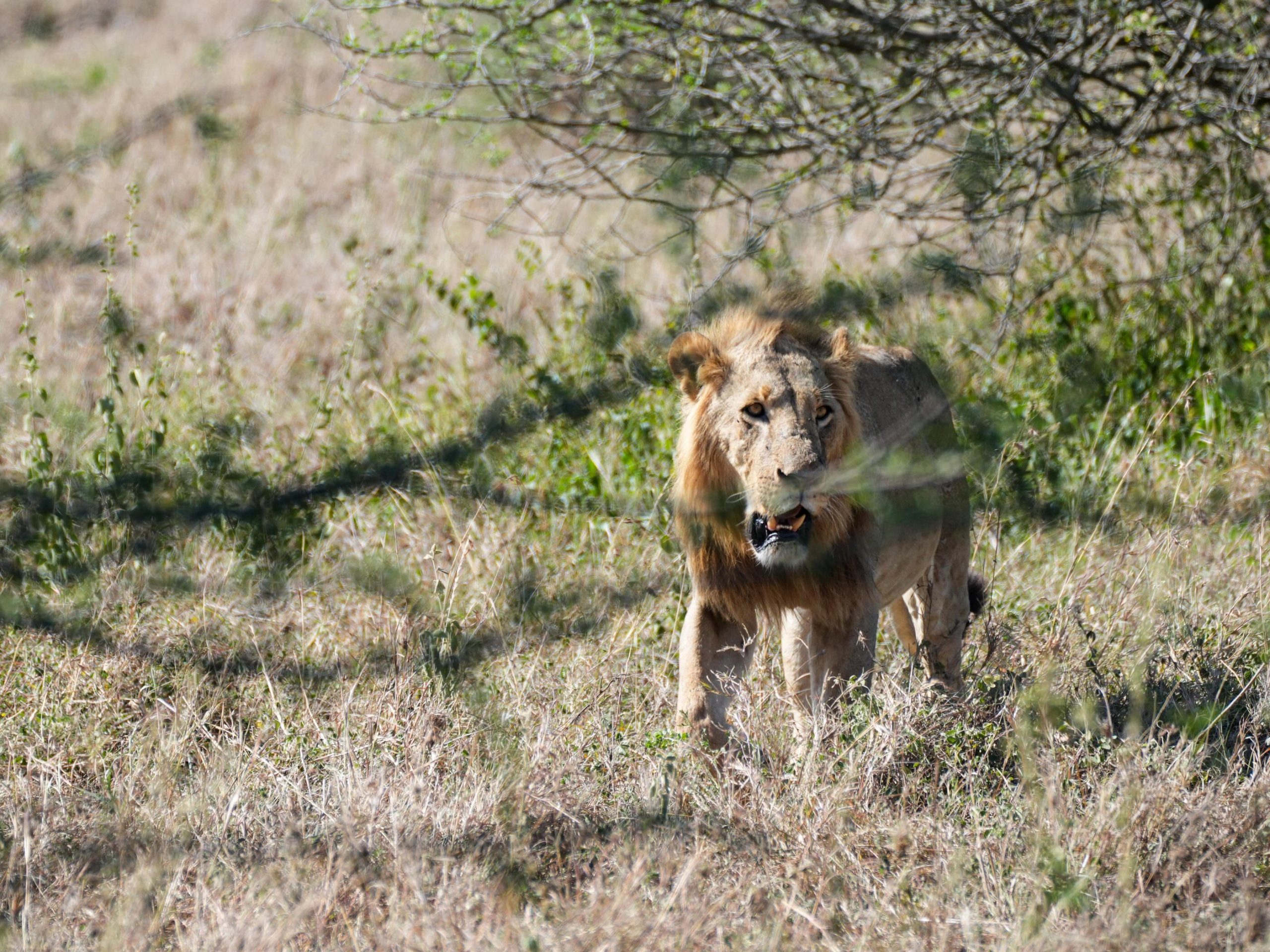 Kenya : une adolescente de 14 ans tuée par un lion près du parc national de Nairobi