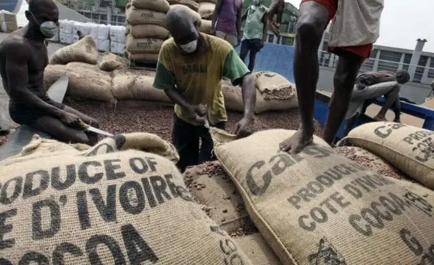Côte d’Ivoire : 594 tonnes de Cacao saisies