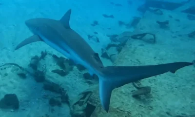 Drame en mer : un baigneur tué par un requin au large d’Israël
