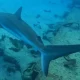Drame en mer : un baigneur tué par un requin au large d’Israël