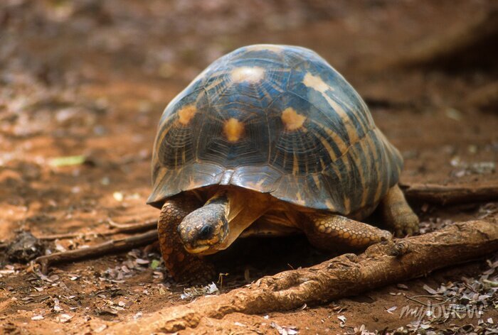 Madagascar : un député écope de dix ans de prison pour trafic de tortues protégées