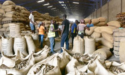 Côte d’Ivoire : Chute du dollar ; Plus de 200 000 tonnes de noix de Cajou invendues