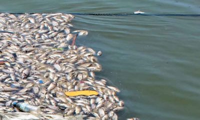 Santé publique à Lomé : alerte après une mortalité massive de poissons à Todman