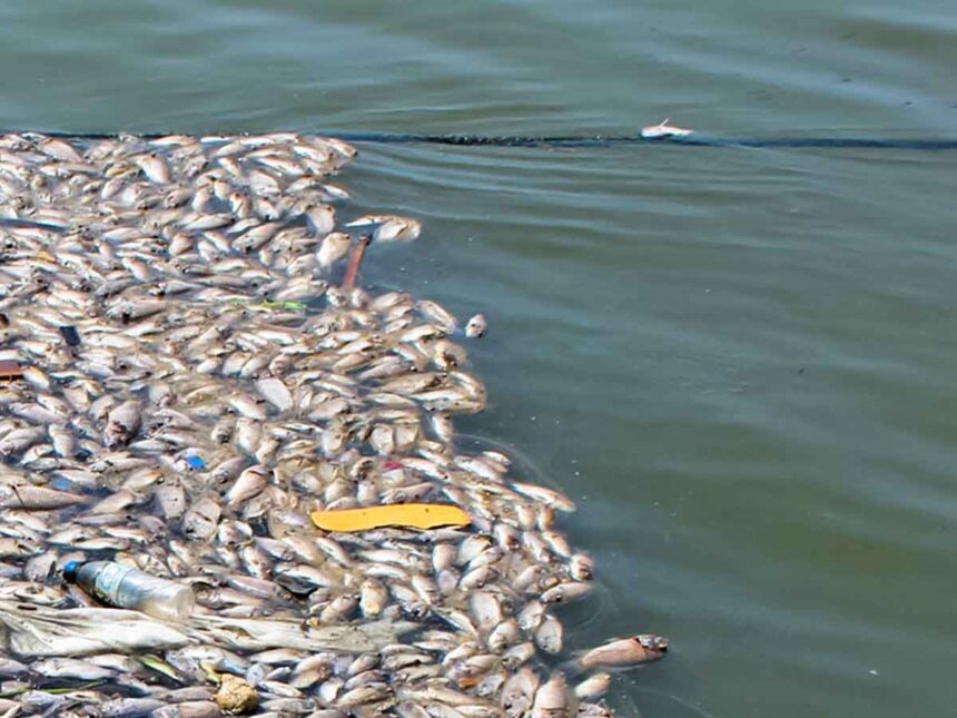 Santé publique à Lomé : alerte après une mortalité massive de poissons à Todman